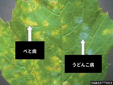 ぶどうのべと病とうどんこ病の葉の比較例