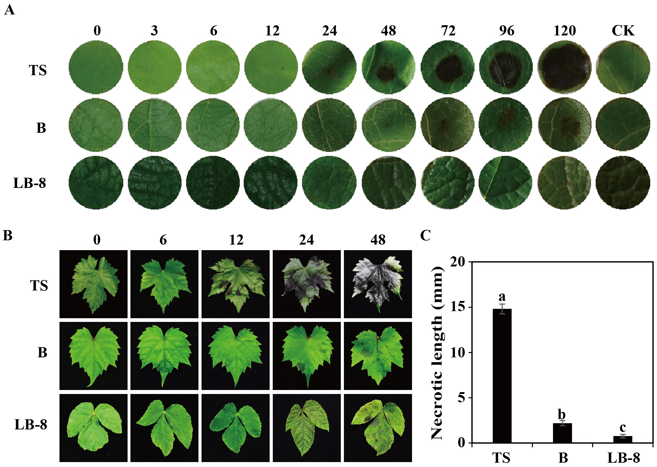 Colletotrichum viniferumによるブドウ葉の病徴例